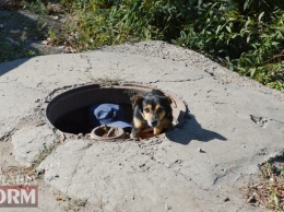 Под Одессой спасатели доставали собаку из колодца