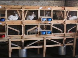 Венесуэла голодает! Президент посоветовал разводить кроликов на балконах