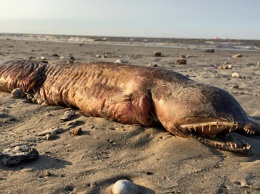 Ученые идентифицировали "загадочное" существо, вынесенное на берег в Техасе