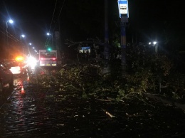 В Черновцах внезапный ураган повалил деревья и разбил автомобили. Фото