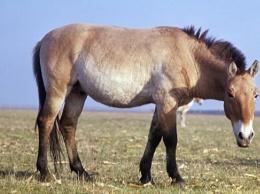 Методы ядерной физики помогли ученым узнать, что ели лошади Пржевальского