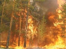 Едкий дым и огонь: в Киеве пылает лес (фото)