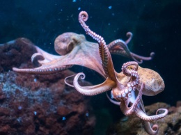 У берегов Австралии найден город осьминогов