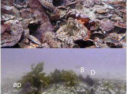 Ученые нашли подводный город осьминогов у берегов Австралии. Фоторепортаж