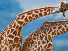 Длинная шея помогает жирафу регулировать температуру тела