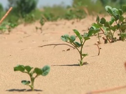 СМИ: китайцы научились превращать пустыни в зеленеющие фермы