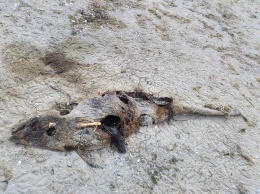 На пляже Кинбурна обнаружены мертвые дельфины