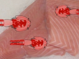 В ближайшее время покупать лосось нельзя! Эпидемия морских вшей - во всем мире