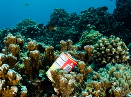 Активисты призвали ООН признать «мусорный континент» в океане новой страной