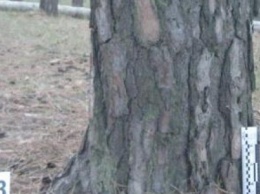 На Сумщине «воспитательница» на глазах у брата-близнеца привязала ребенка к дереву за кладбищем