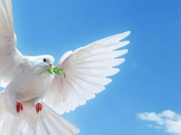 Сегодня празднуют Международный день мира