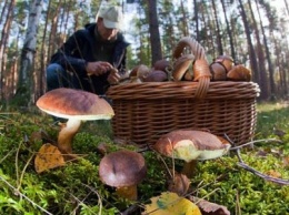 В Сумах зафиксированы два случая пищевого отравления грибами