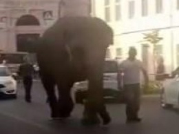 Оказалось, что в Одессе слон занимался гимнастикой (ВИДЕО)