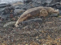 На одесском пляже уже целую неделю лежит мертвый дельфин (фото)