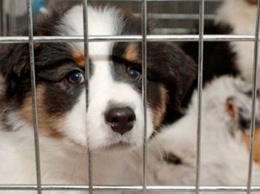В Калифорнии запрещают продавать животных в магазинах. Вот почему
