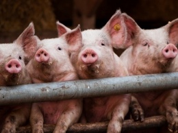 Чума свиней на Днепропетровщине: фермеры усилили безопасность