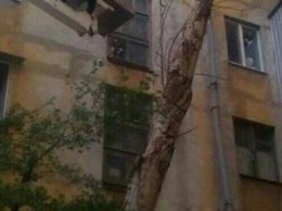 Шквалистый ветер повалил дерево на многоэтажку (ФОТО)