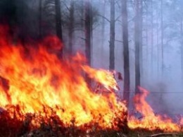Масштабный лесной пожар на Днепропетровщине спасатели тушили совместно с военными