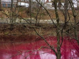 Озеро в киевском парке "Нивки" стало красным и-за присутствия соединений серы - Госэкоинспекция
