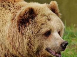 Медведь загрыз 6-летнего мальчика