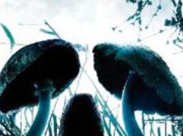 Славянцев предупреждают об опасности отравления грибами
