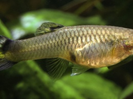 Ученые обнаружили индивидуальные характеры у рыб