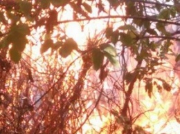 В Мариуполе горели деревья, камыши и хозяйственная постройка (ФОТО)