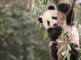 Ареал обитания больших панд сократился