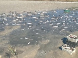 Мелитопольская местная прокуратура начала досудебное расследование по факту гибели рыбы