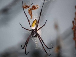 Гигантский паук прополз по лицу женщины