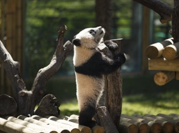 Экологи: панды по-прежнему находятся под угрозой вымирания
