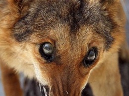 В Добропольском районе участились случаи бешенства животных
