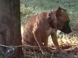 В Кривом Роге хозяева бросили собаку в парке, привязав к дереву (ФОТО)