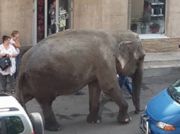 Гулявшего в центре Одессы слона могут конфисковать: животное содержат в тесноте. а владелец прячется (документ)