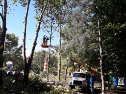 В городке «Сказка» проведут санитарную обрезку больше 200 деревьев