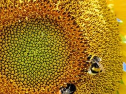 Почему семечки опасны для организма человека