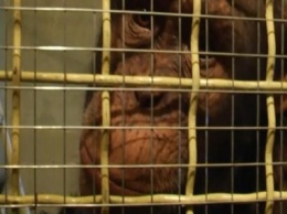 Пострадавший от нападения шимпанзе рассказал подробности инцидента (ФОТО)