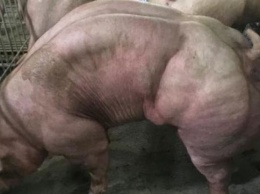 Фермер разводит мускулистых свиней-мутантов (видео)