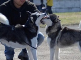 В Каменском прошла Всеукраинская выставка собак