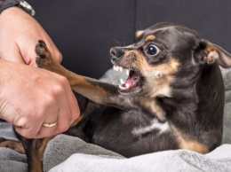 Ученые раскрыли причину агрессии собак