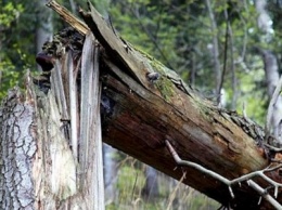 В Сумах с территорий учебных заведений удалят сухостойные и аварийные деревья