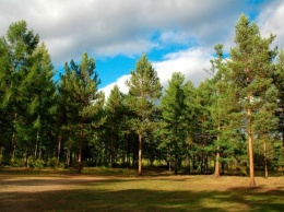 Олешковский лес будут исследовать и упорядочивать