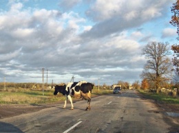 На Херсонщине произошло еще одно ДТП с коровой