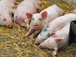В Украине выявлен новый очаг африканской чумы свиней