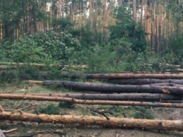 Прокуратура предъявила 456 исков по поводу застройки лесов возле Ирпеня и Бучи