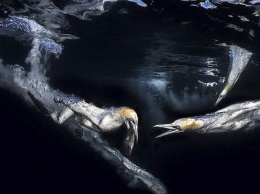 Объявлены победители конкурса на лучшее фото подводного мира
