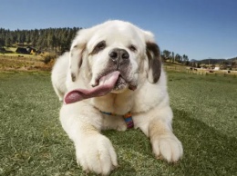 Найдена собака с самым длинным языком в мире