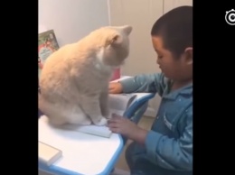 Пухлый кот не дал школьнику-азиату делать уроки