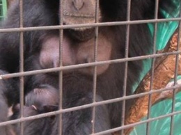 В зоопарке Николаева семейство приматов обзавелось потомством
