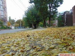Николаевские экологи призвали не убирать опавшую листву
